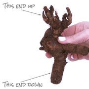 Paeonia 'Prairie Charm' Itoh Peony Alternate Image 6