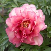 Paeonia 'Hillary' Itoh Peony Thumb