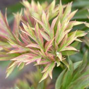 Paeonia 'Hillary' Itoh Peony Alternate Image 1