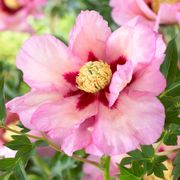 Paeonia 'Pastel Splendor' Itoh Peony Thumb