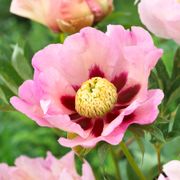 Paeonia 'Pastel Splendor' Itoh Peony Alternate Image 1