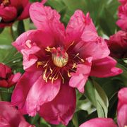 Paeonia 'Pink Ardour' Itoh Peony Alternate Image 1