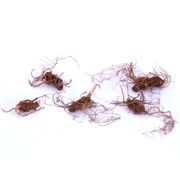 Trillium erectum Red Alternate Image 1