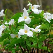 Trillium grandiflorum White Thumb