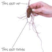 Trillium grandiflorum White Alternate Image 3