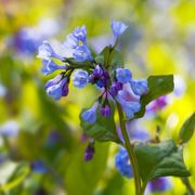 Mertensia Virginia Bluebells Thumb