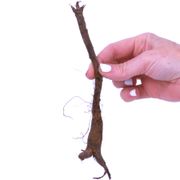 Mertensia Virginia Bluebells Alternate Image 3