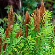 Osmundastrum Cinnamon Fern Thumb