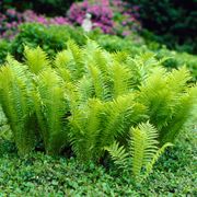 Matteuccia Ostrich Fern Thumb