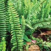 Polystichum Christmas Fern Thumb