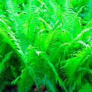 Athyrium Lady Fern Alternate Image 1