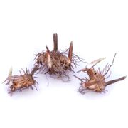 Bletilla Hardy Garden Orchid Alternate Image 1