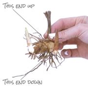 Bletilla Hardy Garden Orchid Alternate Image 3