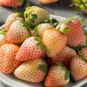 Fragaria 'Flamingo' Strawberry Thumb