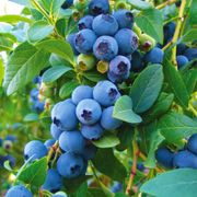 Vaccinium Blueberry Patch Blend Easy Fruit Kit Thumb