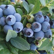 Vaccinium Blueberry Patch Blend Easy Fruit Kit Alternate Image 1