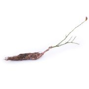 Vaccinium Blueberry Patch Blend Easy Fruit Kit Alternate Image 3