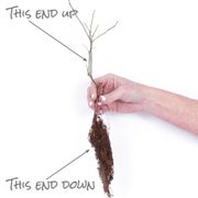 Vaccinium Blueberry Patch Blend Easy Fruit Kit Alternate Image 4