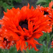 Papaver 'Ruffled Princess of Orange' Poppy Thumb