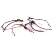 Papaver 'Ruffled Princess of Orange' Poppy Alternate Image 1