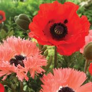 Papaver Collection Poppy Thumb