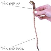 Papaver Collection Poppy Alternate Image 3