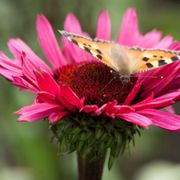 Echinacea 'Fatal Attraction' Coneflower Alternate Image 2