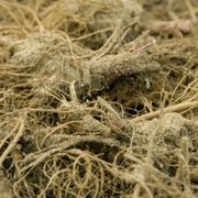 Echinacea 'Fatal Attraction' Coneflower Alternate Image 3