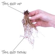 Echinacea 'Fatal Attraction' Coneflower Alternate Image 5