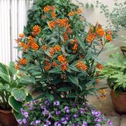Asclepias Gay Butterfly Milkweed Thumb