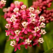 Asclepias 'Soulmate' Milkweed Thumb