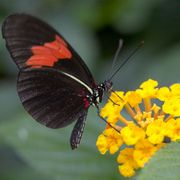 Asclepias 'Hello Yellow' Milkweed Alternate Image 1