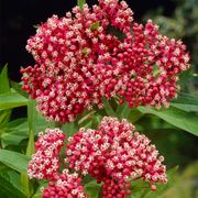 Asclepias Pink Milkweed Thumb