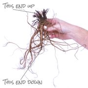 Aquilegia Mixed Columbine Alternate Image 3