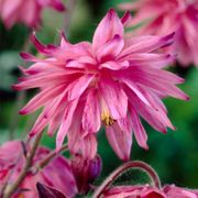 Aquilegia Artisian Blend Columbine Alternate Image 1