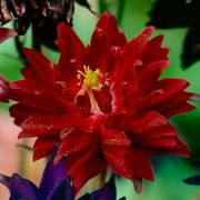 Aquilegia Artisian Blend Columbine Alternate Image 3