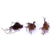 Delphinium Giant Cottage Style Mixed Larkspur Alternate Image 1