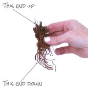 Delphinium Giant Cottage Style Mixed Larkspur Alternate Image 3