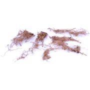 Monarda Ice Out Bee Balm Alternate Image 2