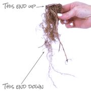 Monarda Ice Out Bee Balm Alternate Image 4