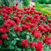 Monarda Mix Bee Balm Alternate Image 2