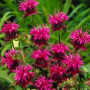 Monarda Mix Bee Balm Alternate Image 3