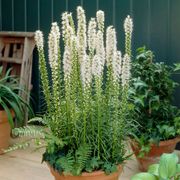 Liatris White Blazing Star Bulbs Thumb