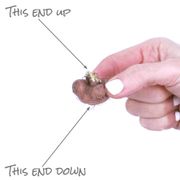 Liatris White Blazing Star Bulbs Alternate Image 3