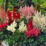 Astilbe Premium Mix False Spirea Thumb