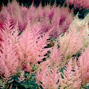 Astilbe 'Peaches and Cream' False Spirea Thumb