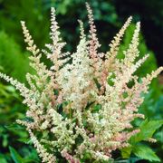 Astilbe 'Peaches and Cream' False Spirea Alternate Image 1