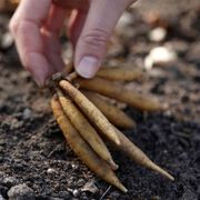 Astilbe 'Peaches and Cream' False Spirea Alternate Image 2