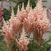 Astilbe 'Sara's Coral' False Spirea Alternate Image 2