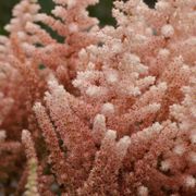 Astilbe 'Sara's Coral' False Spirea Alternate Image 3